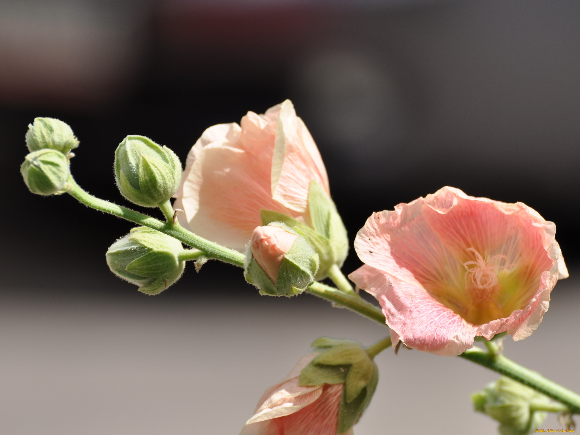 цветы, мальвы