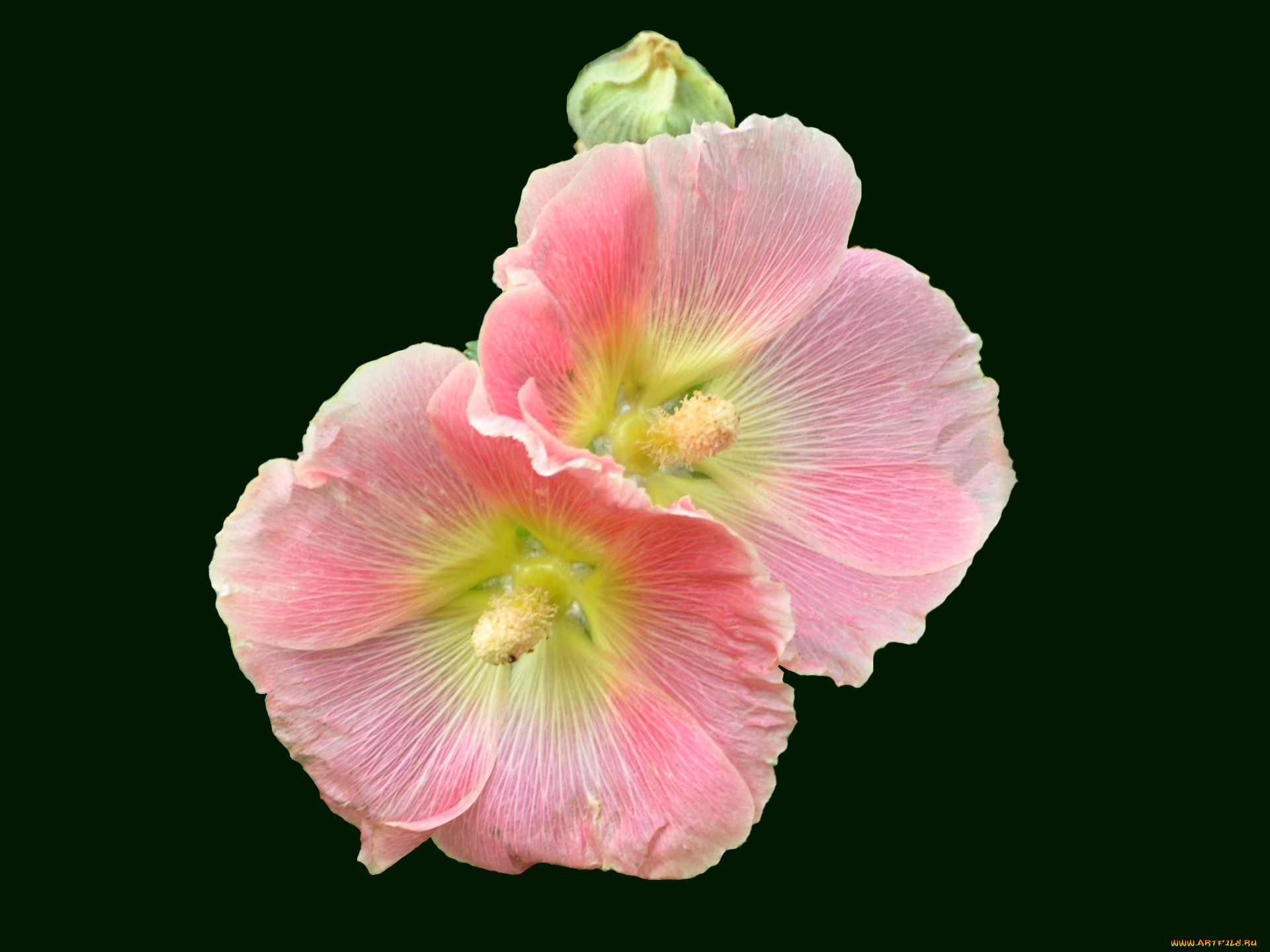 цветы, мальвы