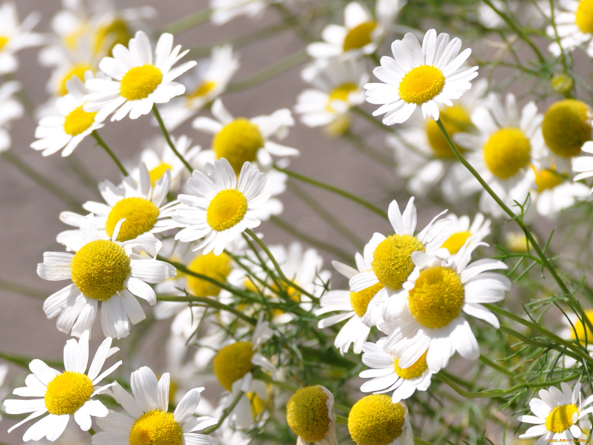 цветы, ромашки