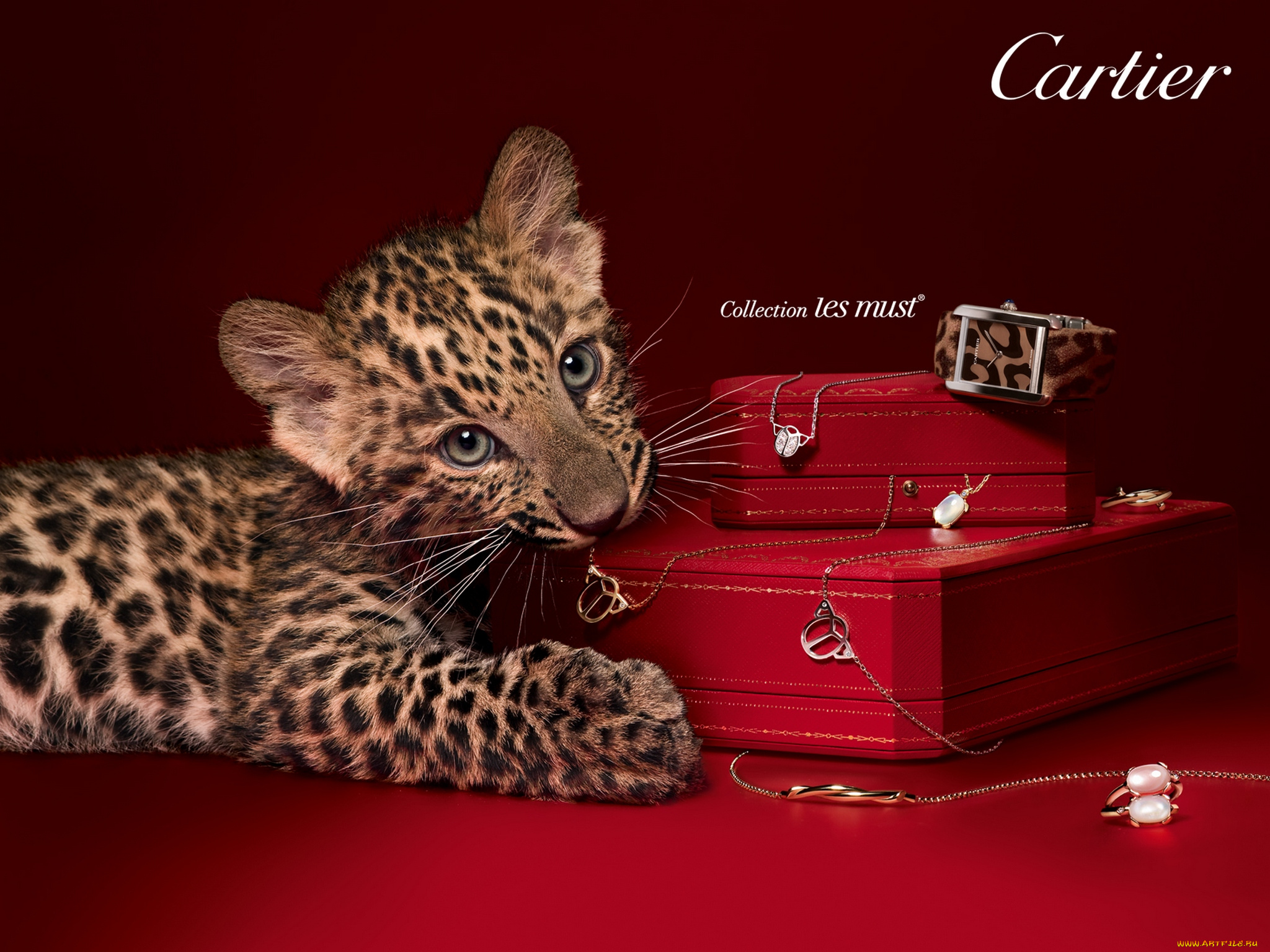 cartier, бренды