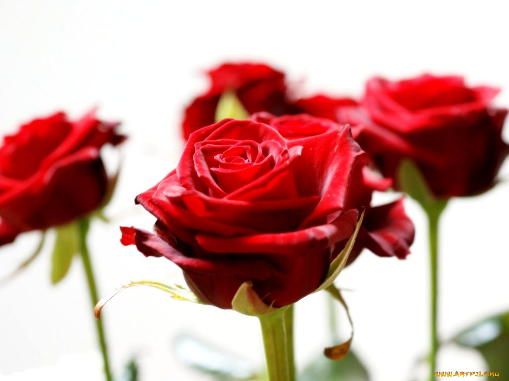 розы, цветы