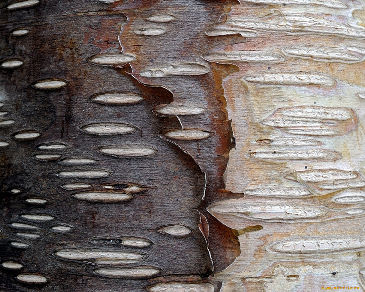 камчатская, каменная, береза, разное, текстуры