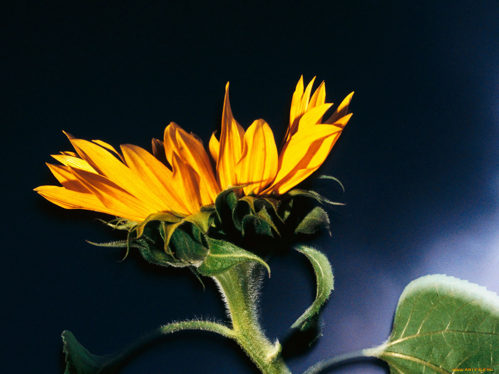 цветы, подсолнухи