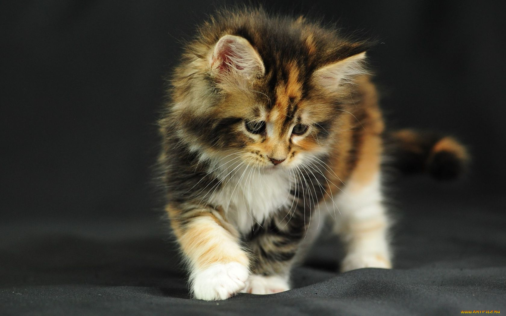 животные, коты