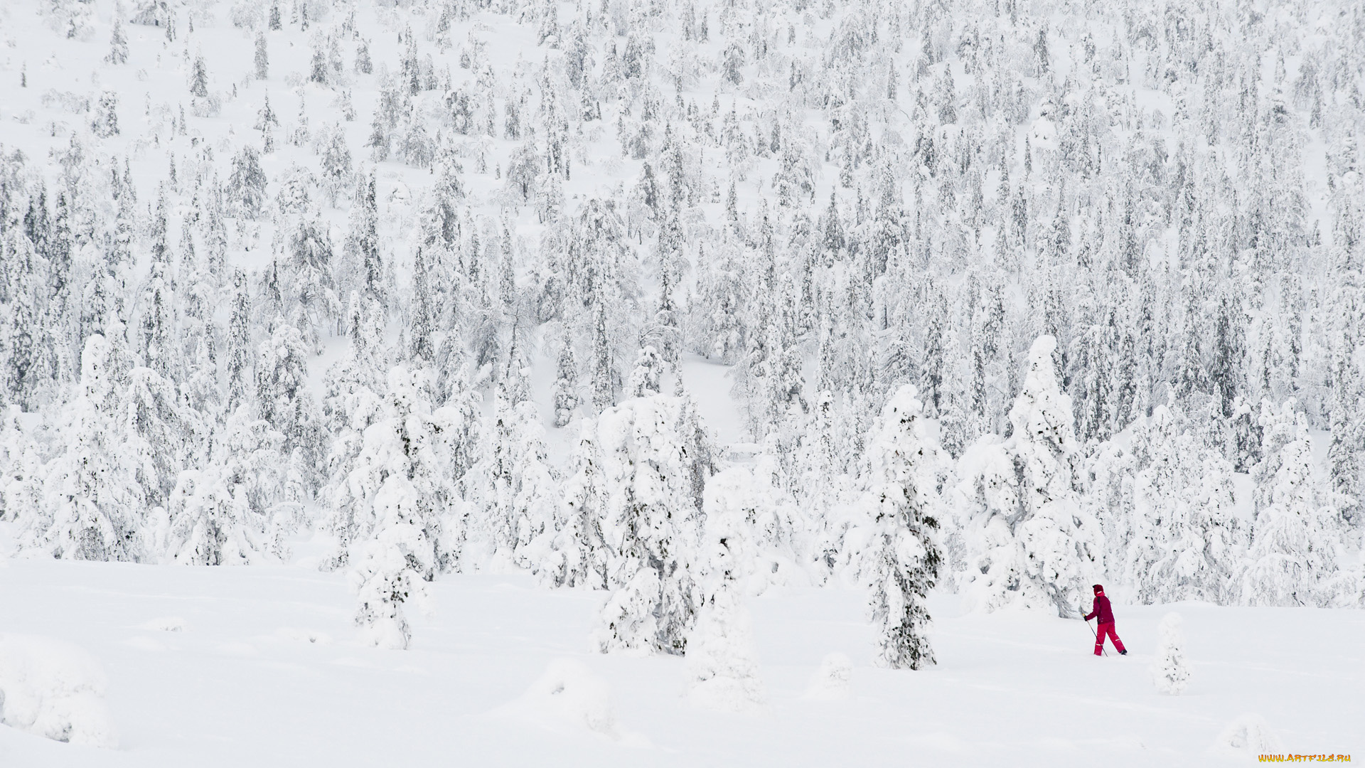 природа, зима, лес, снег, лыжник