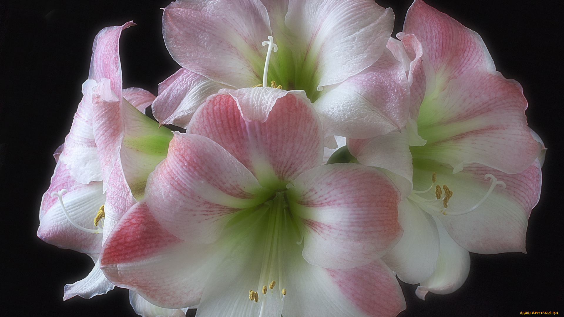 amaryllis, apple, blossom, on, black, цветы, амариллисы, , гиппеаструмы, цветок