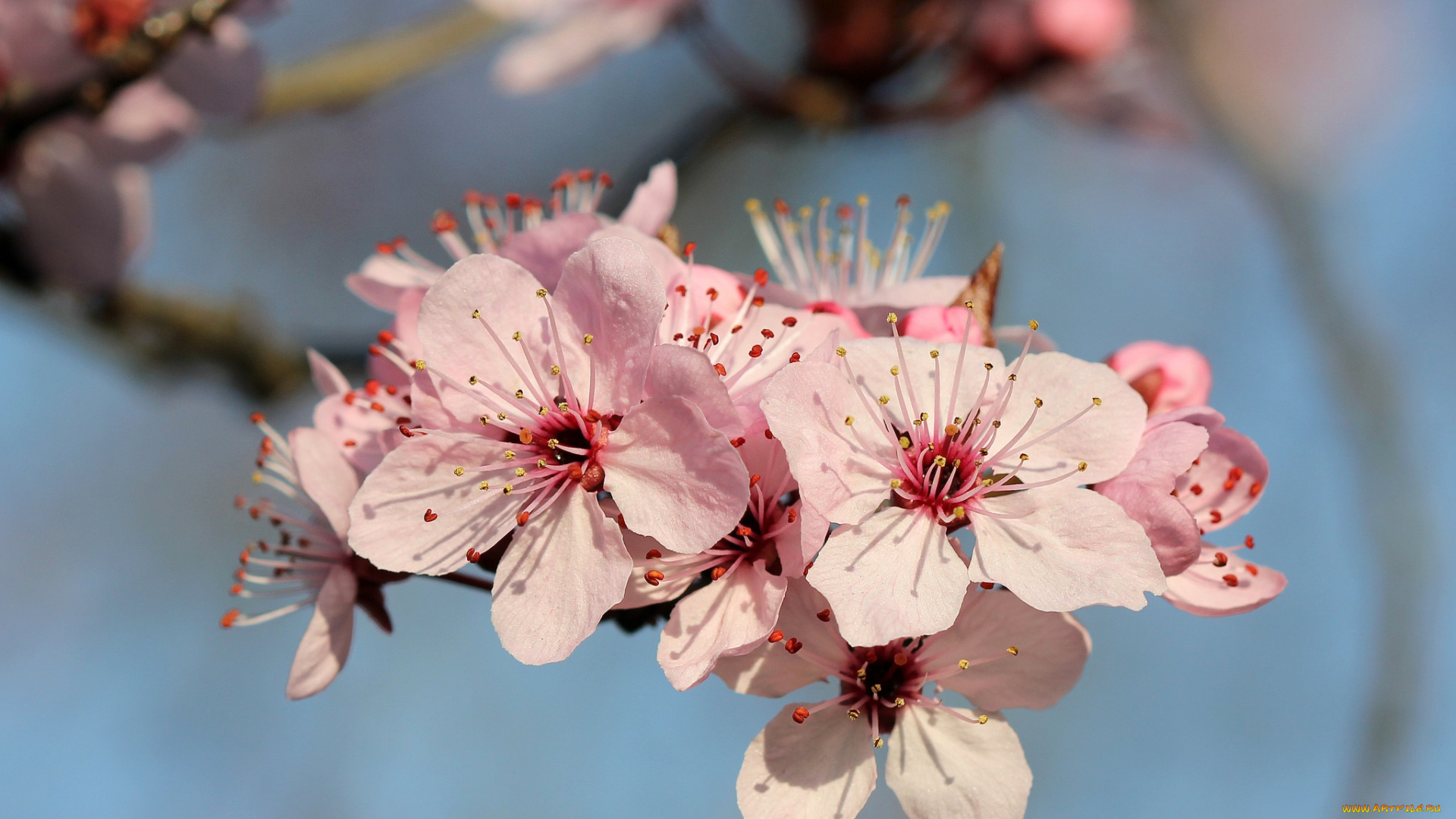 цветы, цветущие, деревья, , , кустарники, ветка, фон, розовые