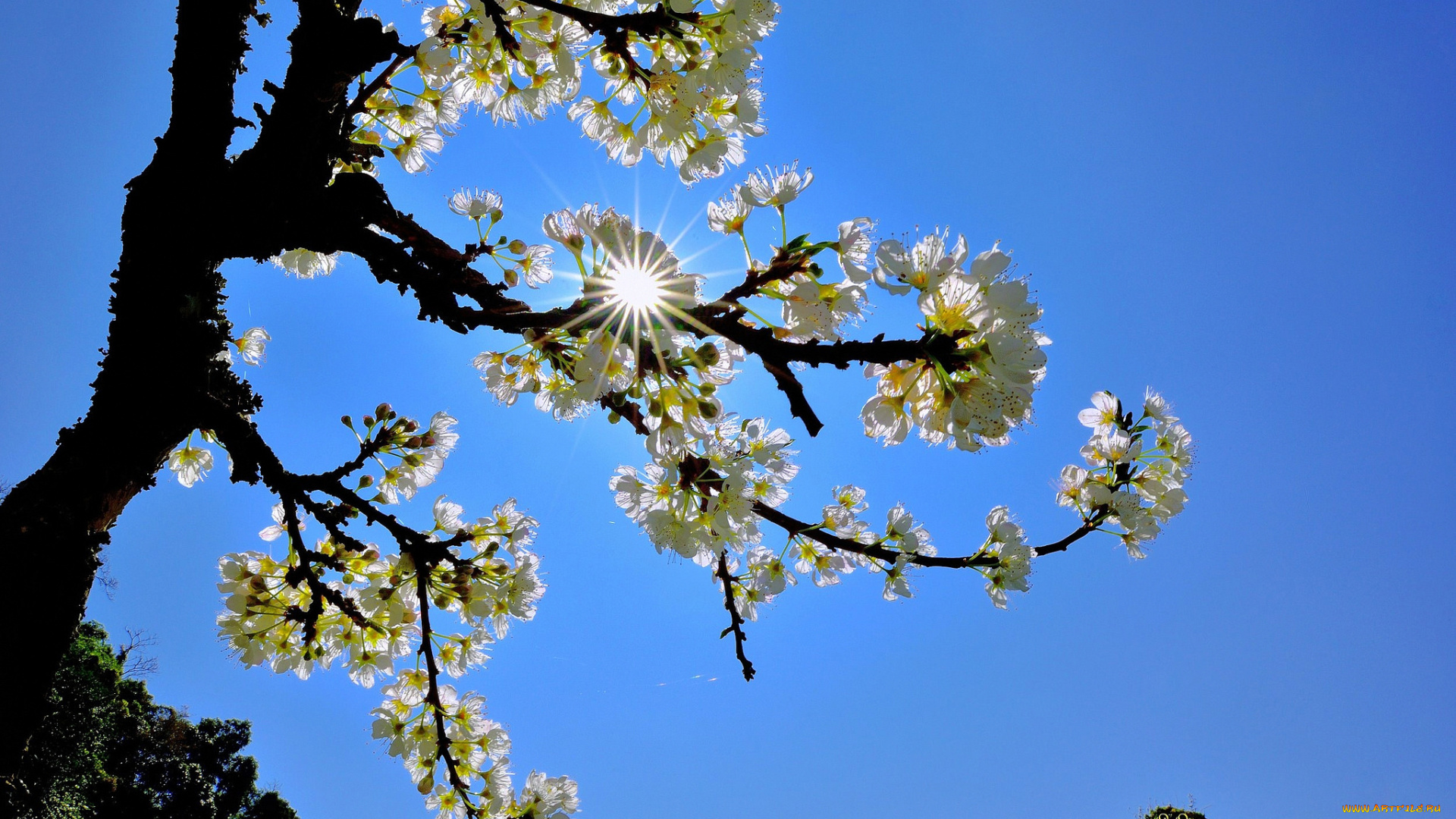цветы, цветущие, деревья, , , кустарники, ветка, солнце, небо