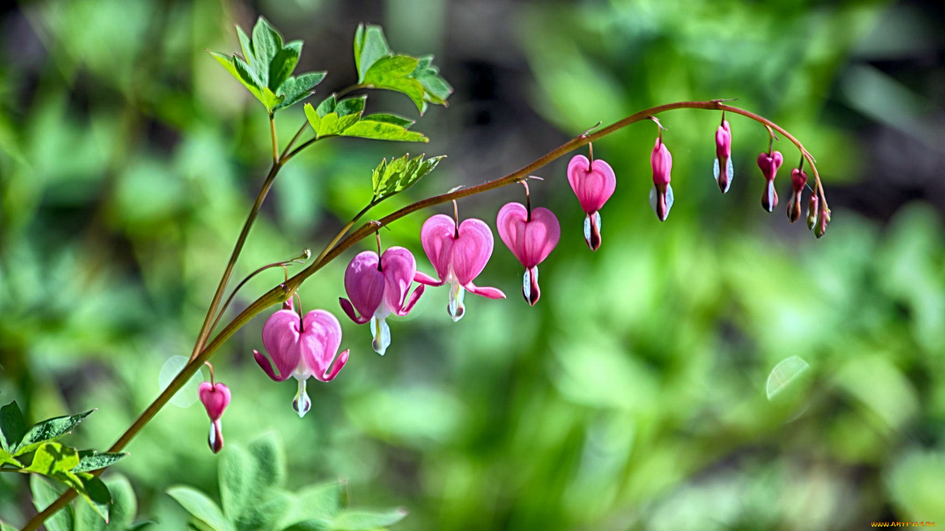 цветы, дицентра, , разбитое, сердце, сердечки