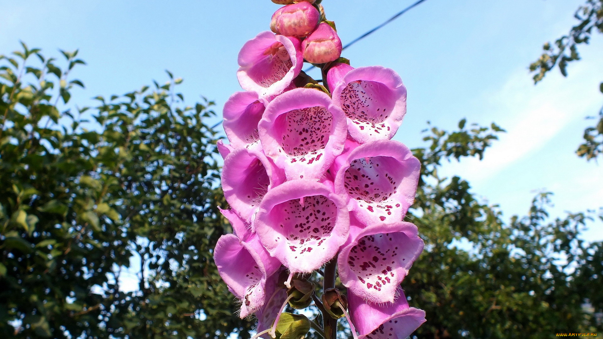 цветы, дигиталис, , наперстянка