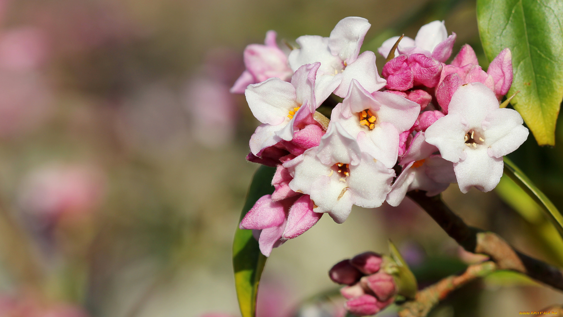 цветы, кизил, макро, фон