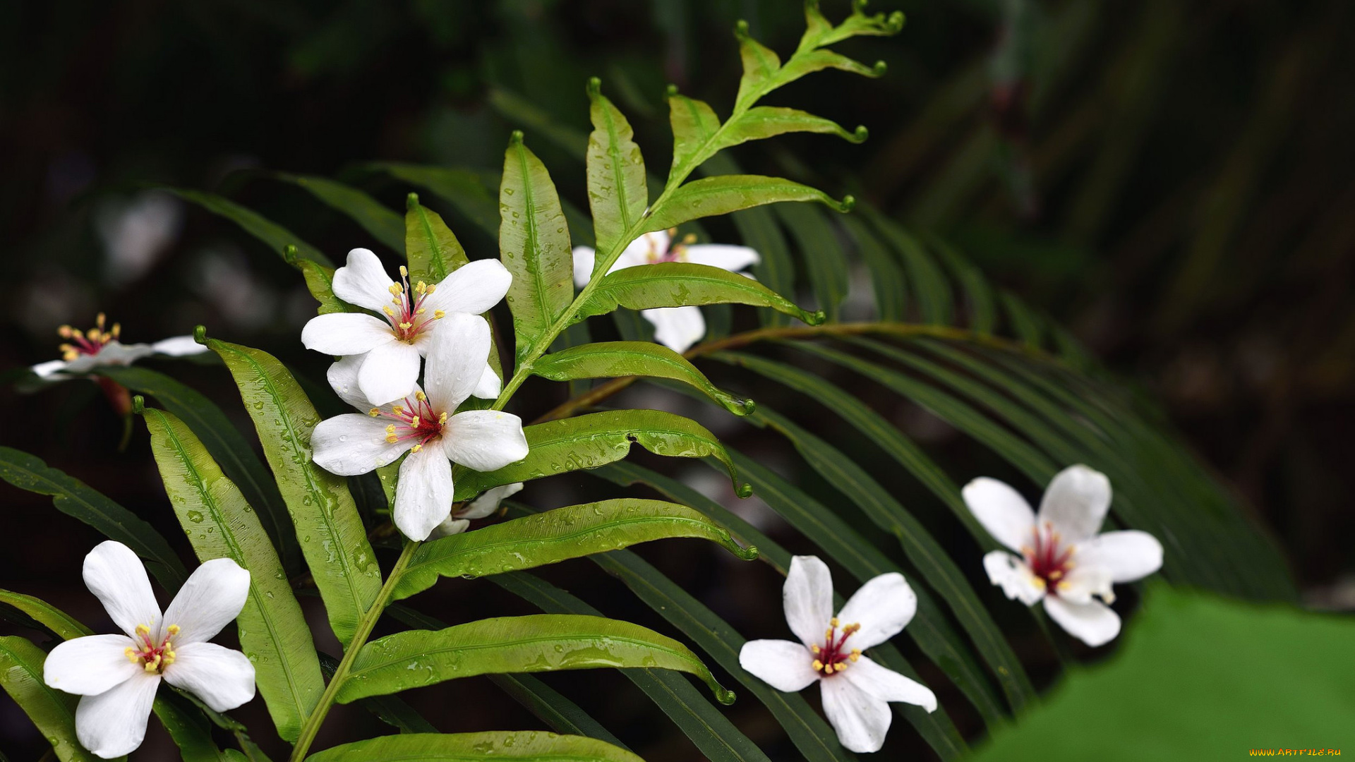 цветы, листья, капли, роса, макро, тропики