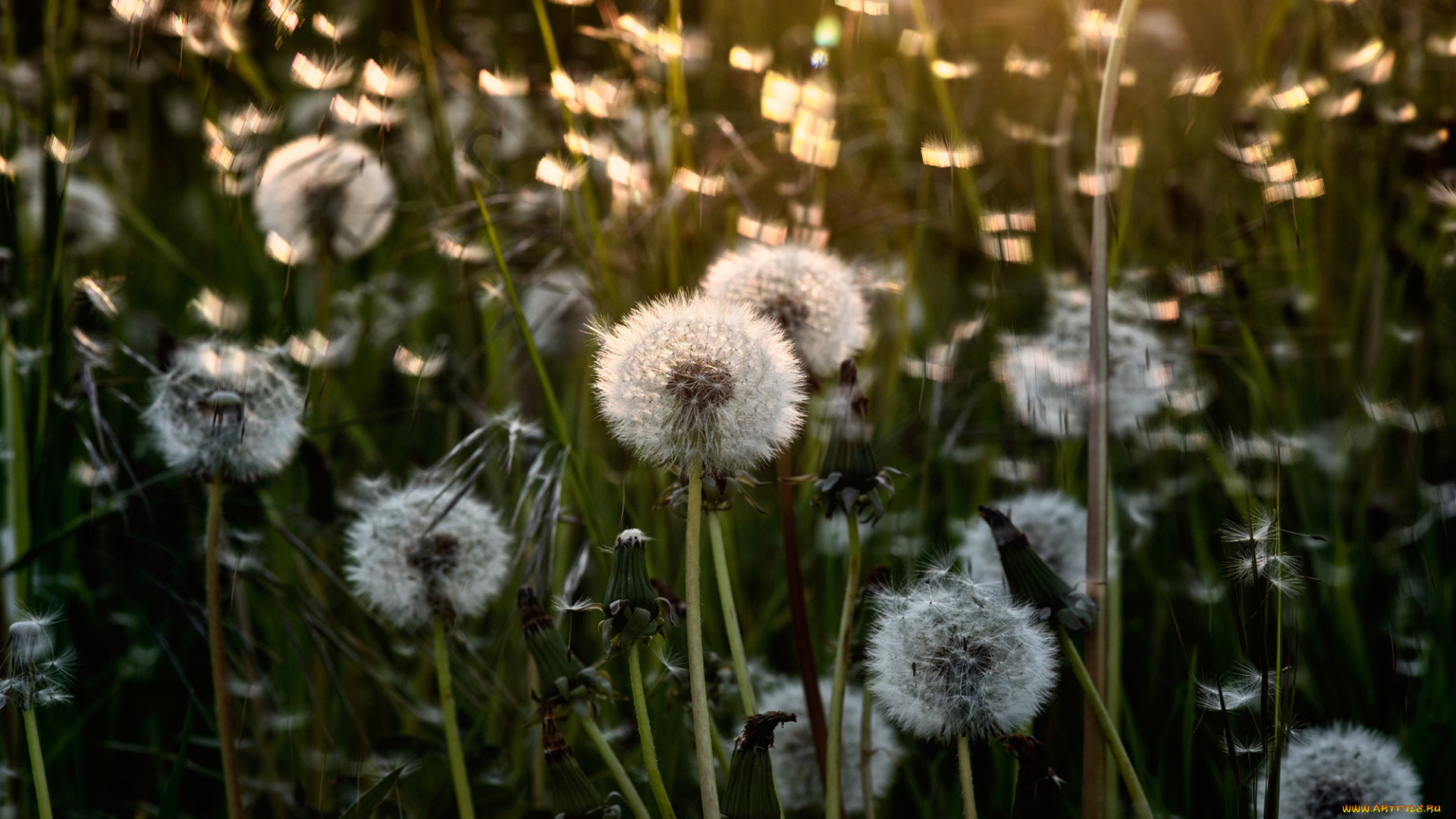 цветы, одуванчики, свет, лето