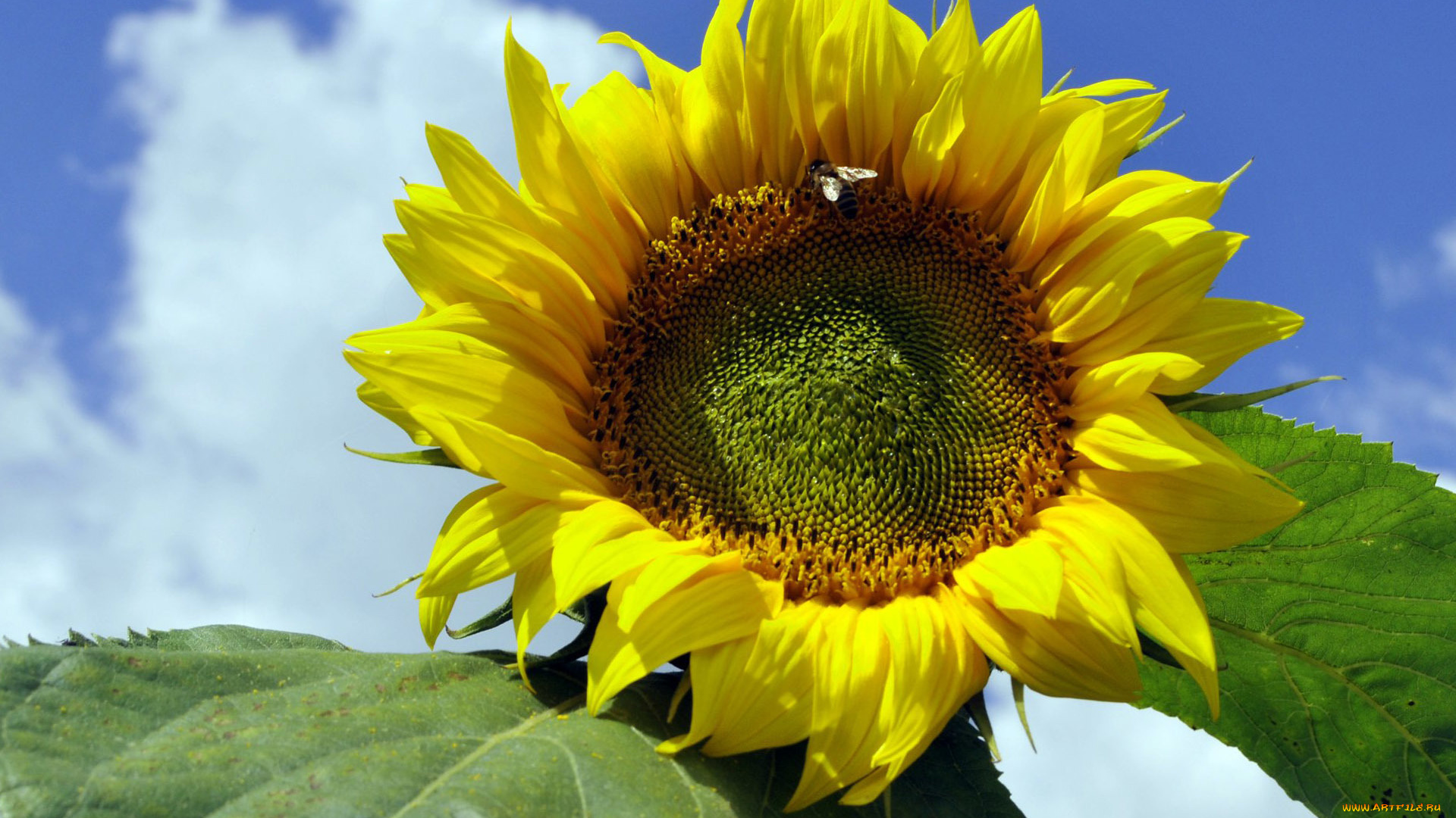 цветы, подсолнухи, лепестки, желтые