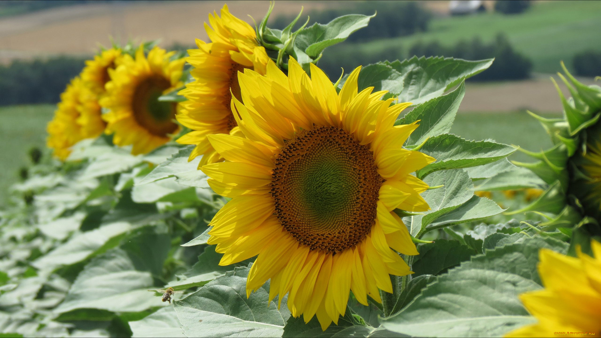 цветы, подсолнухи, лепестки, желтые