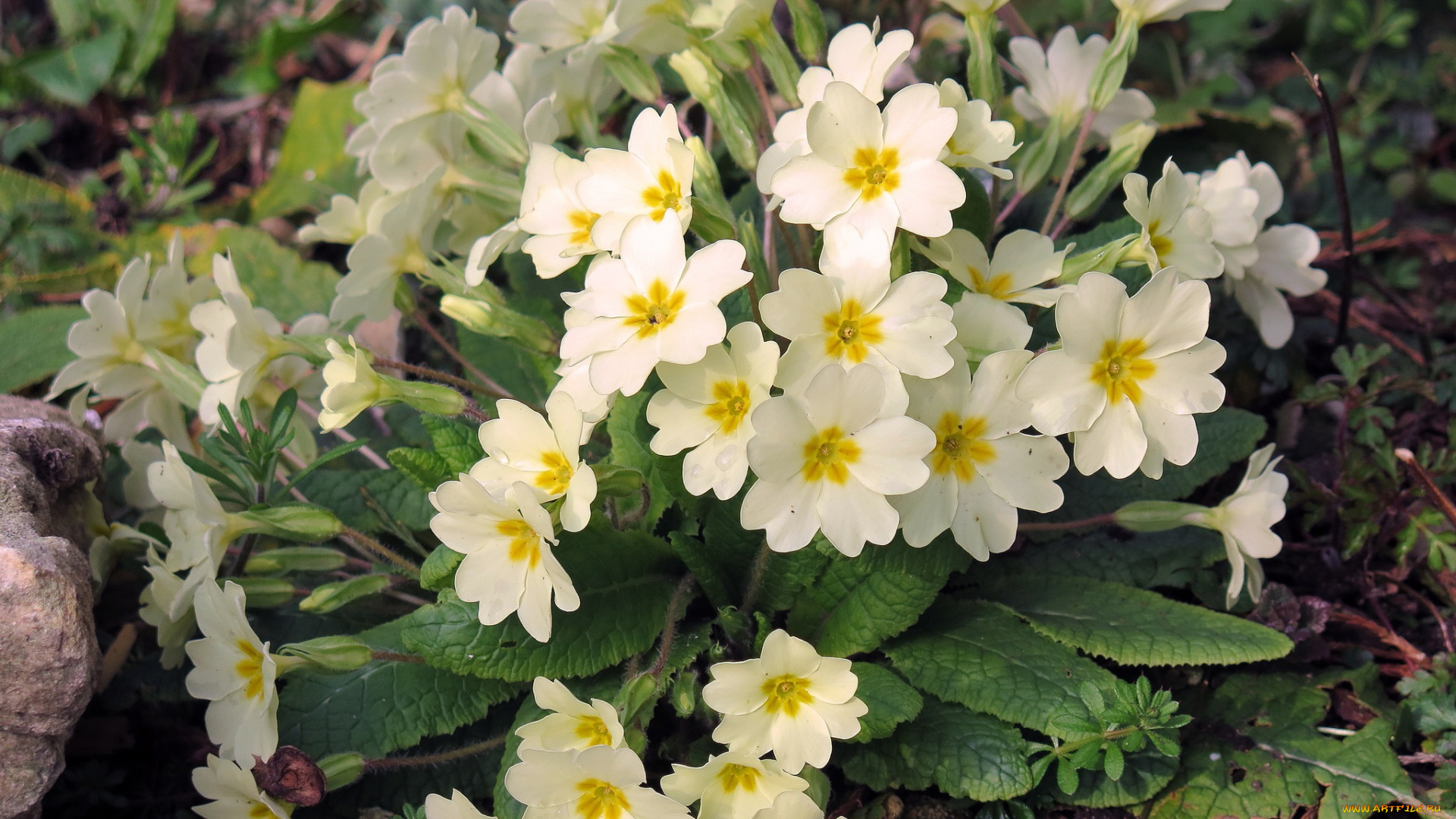 цветы, примулы, весна, жёлтые, куст