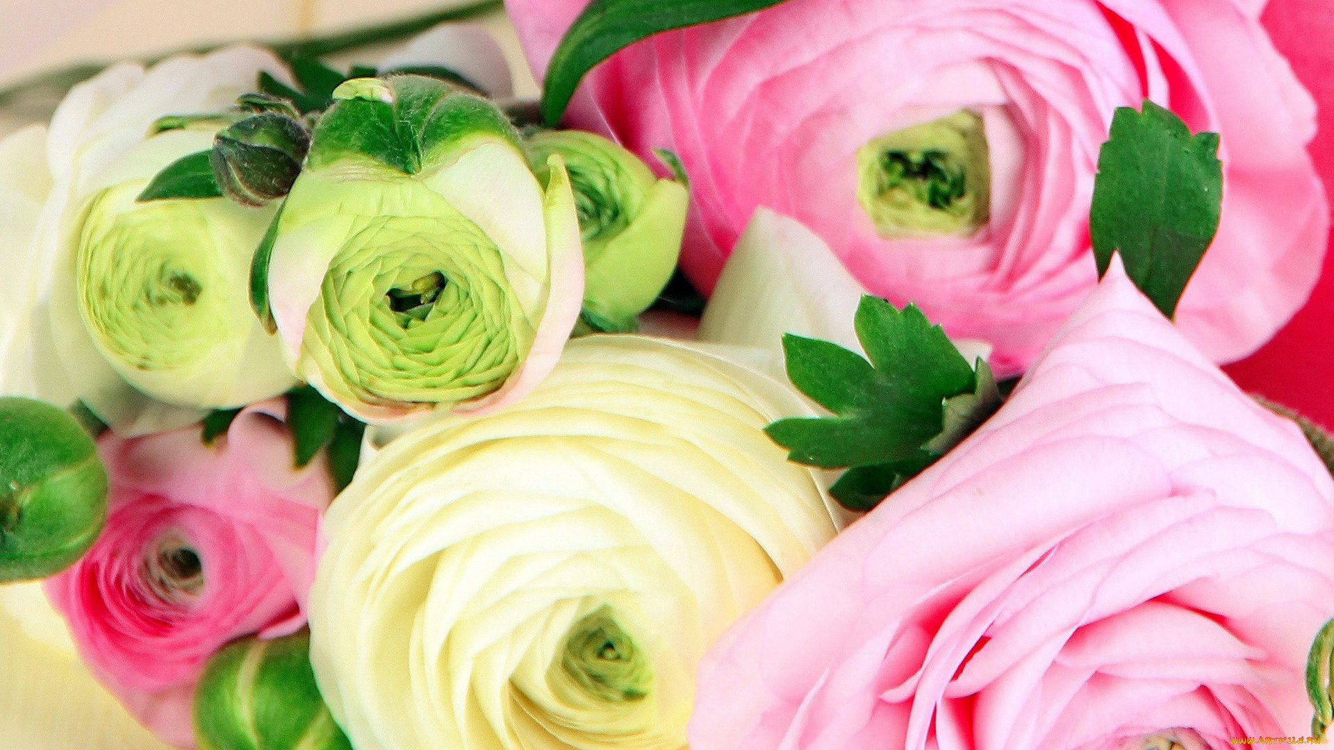 цветы, ранункулюс, , азиатский, лютик, кремовый, розовый