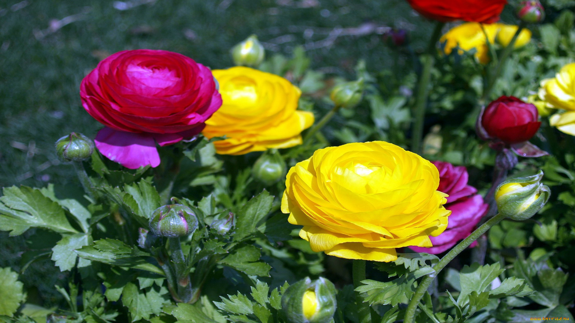 цветы, ранункулюс, , азиатский, лютик, малиновый, желтый