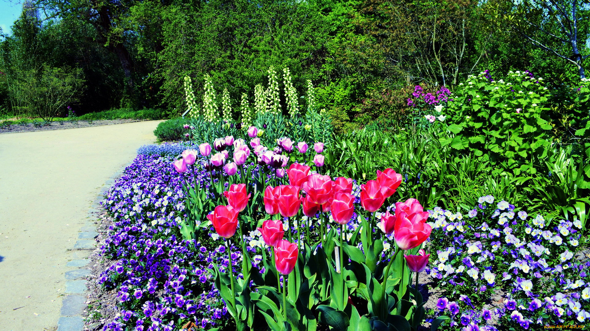 цветы, разные, вместе, клумба