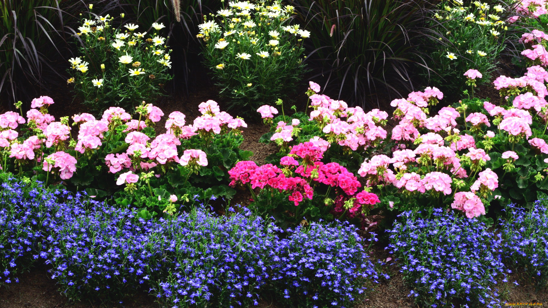цветы, разные, вместе, клумба