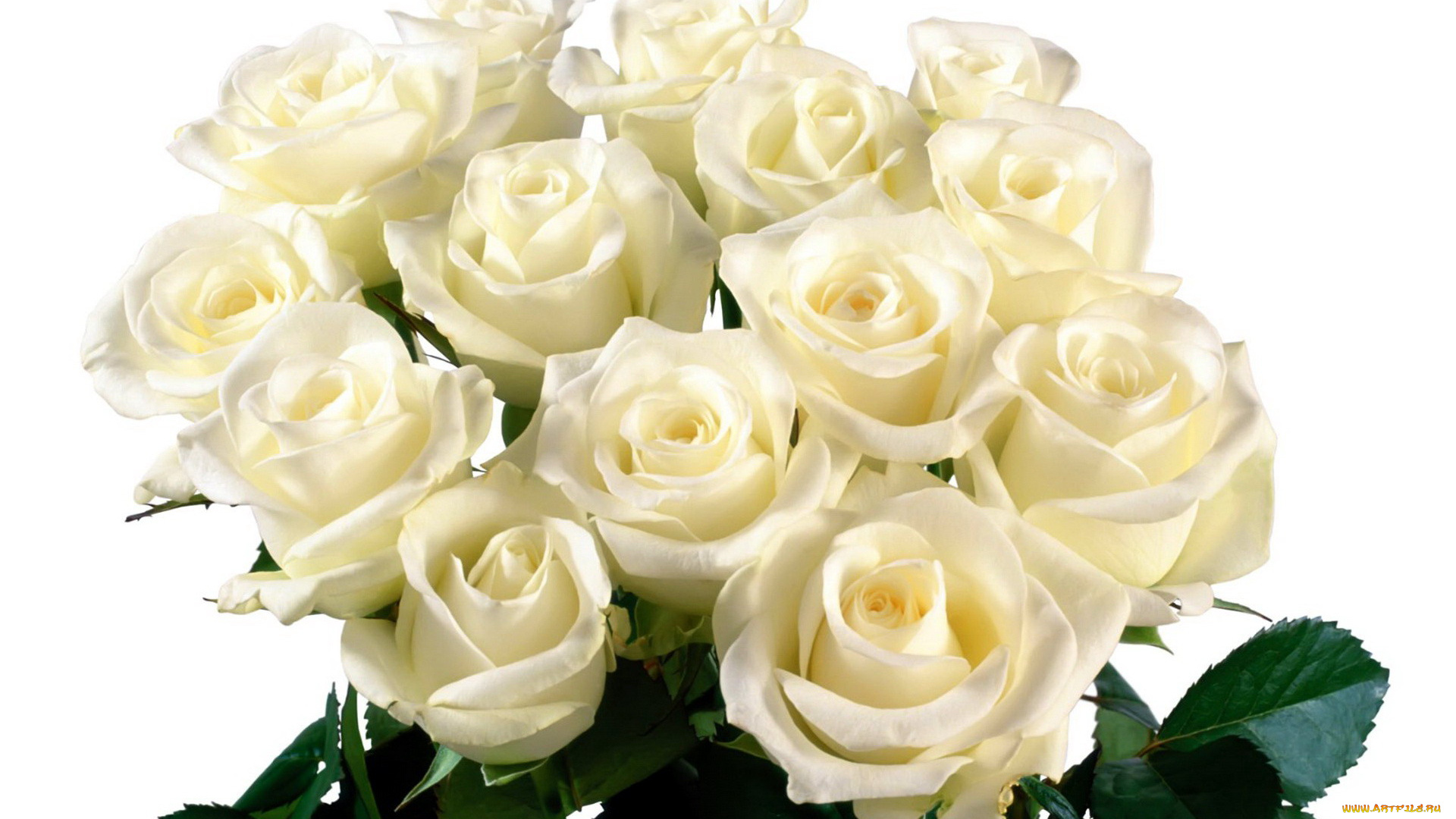 цветы, розы, белые