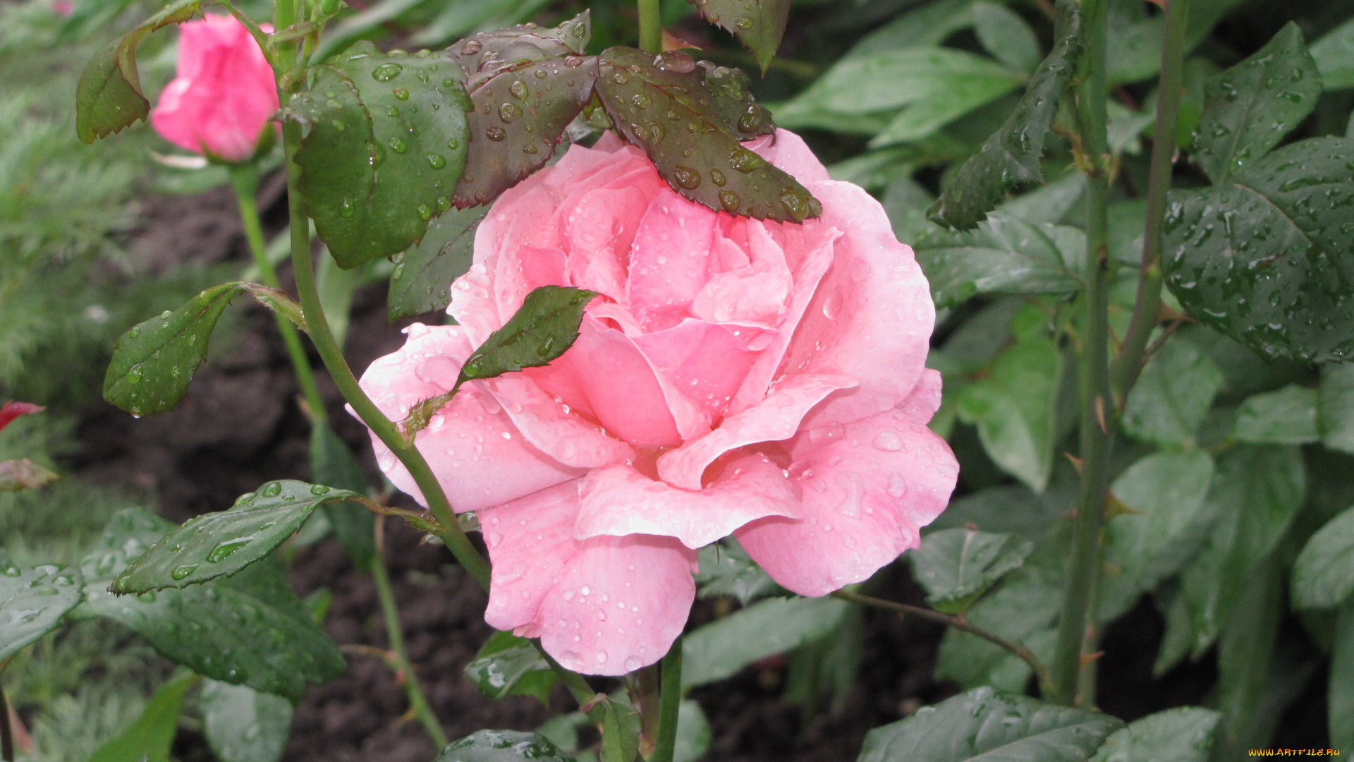 цветы, розы, капли