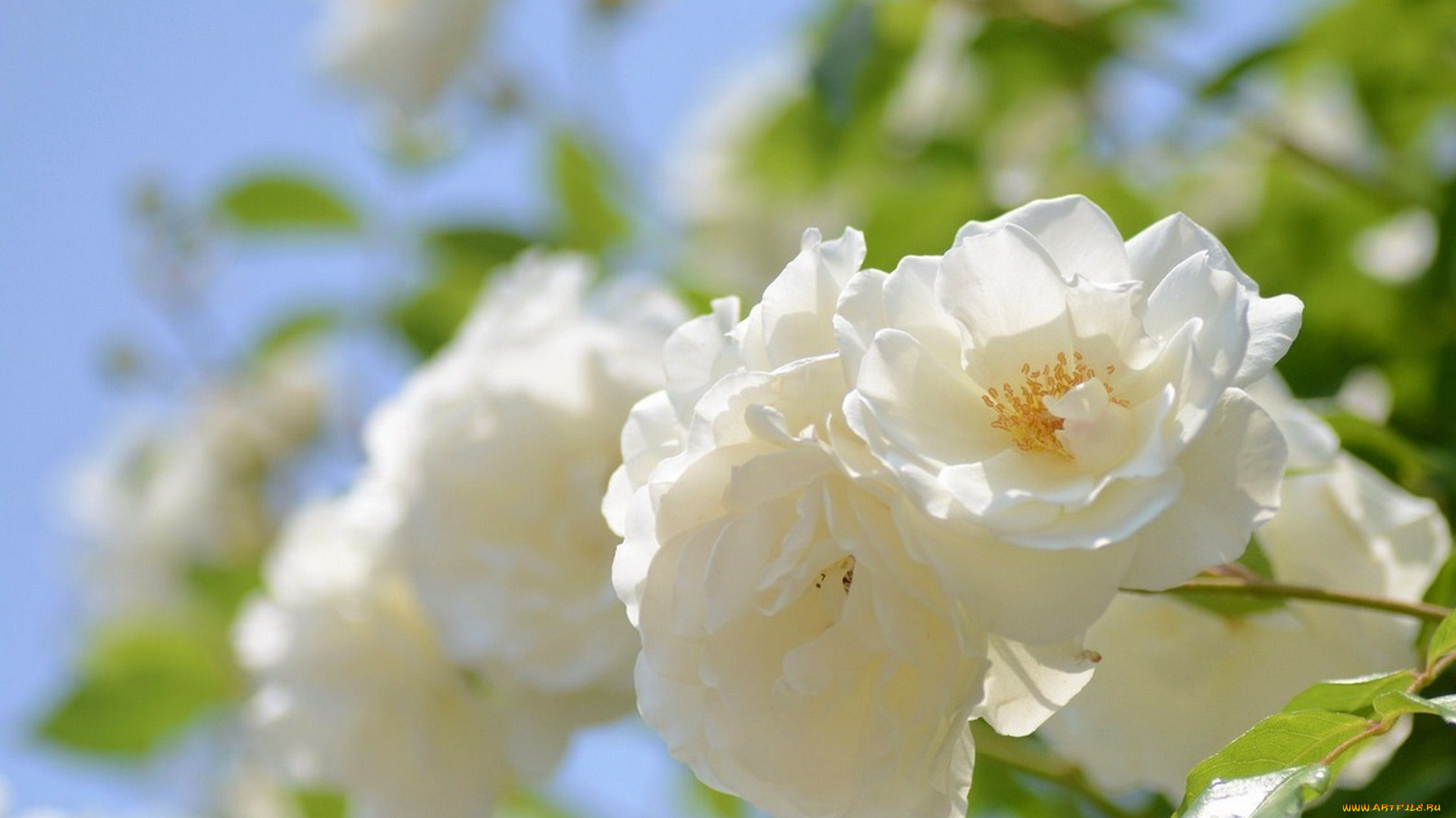 цветы, розы, природа, фото, макро, белый, цветок