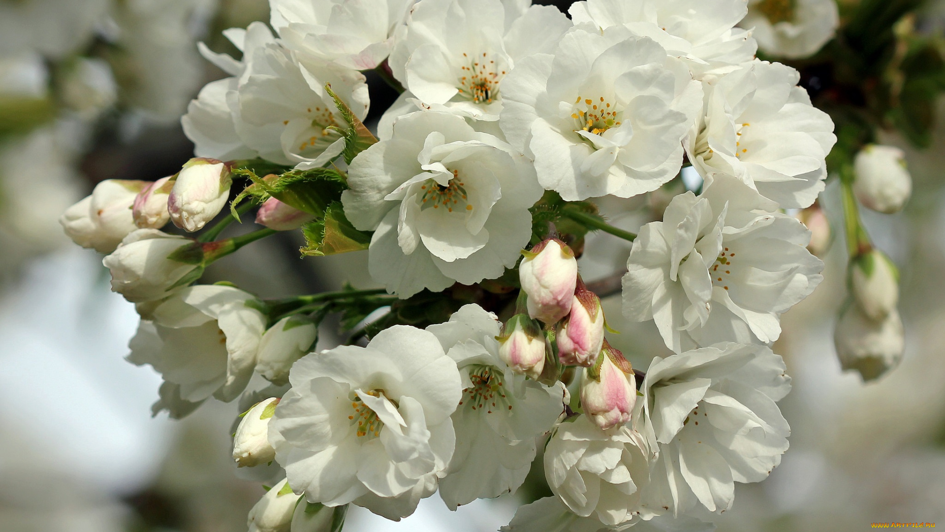 цветы, сакура, , вишня, макро, ветка, весна