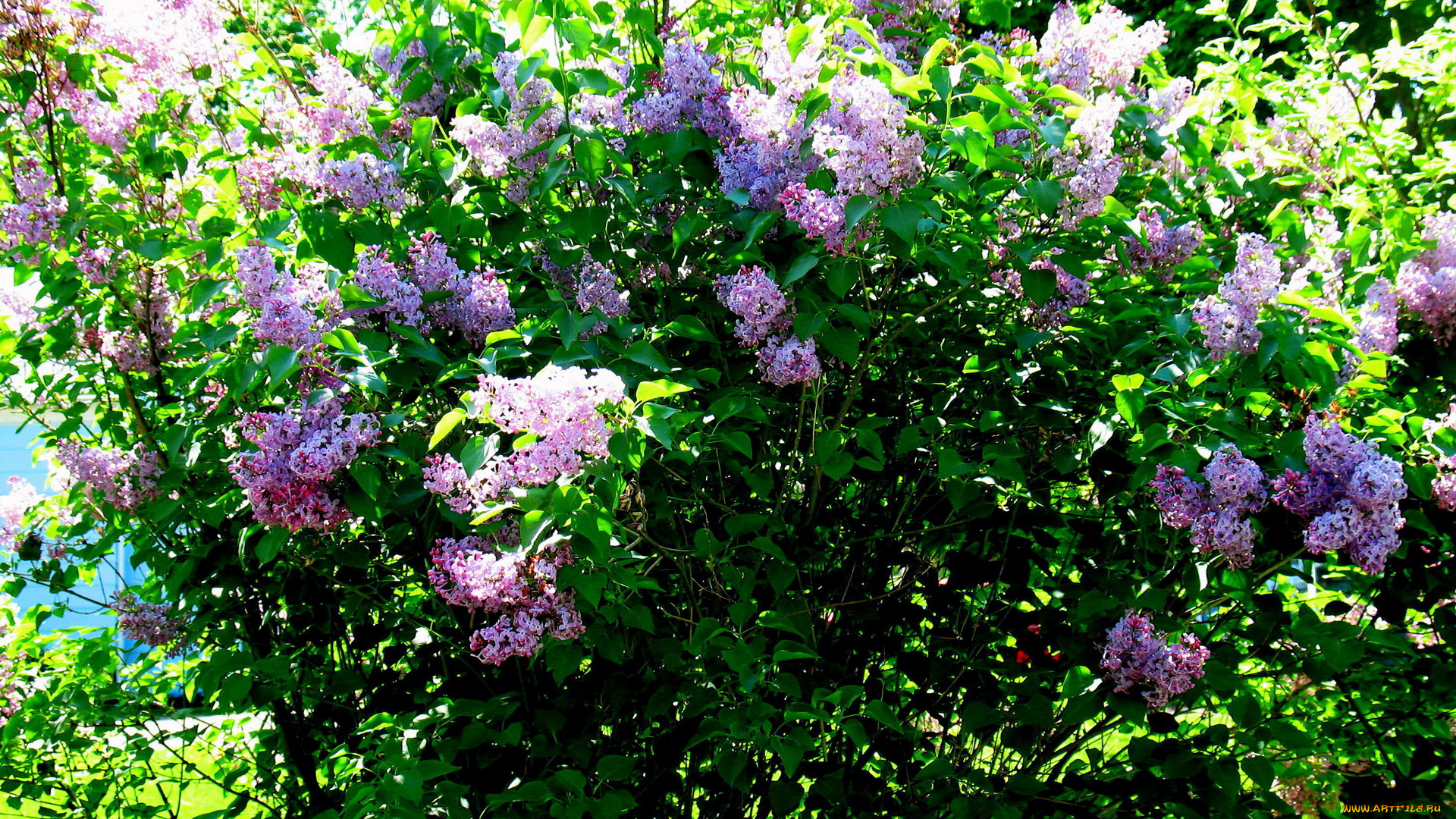 цветы, сирень, куст