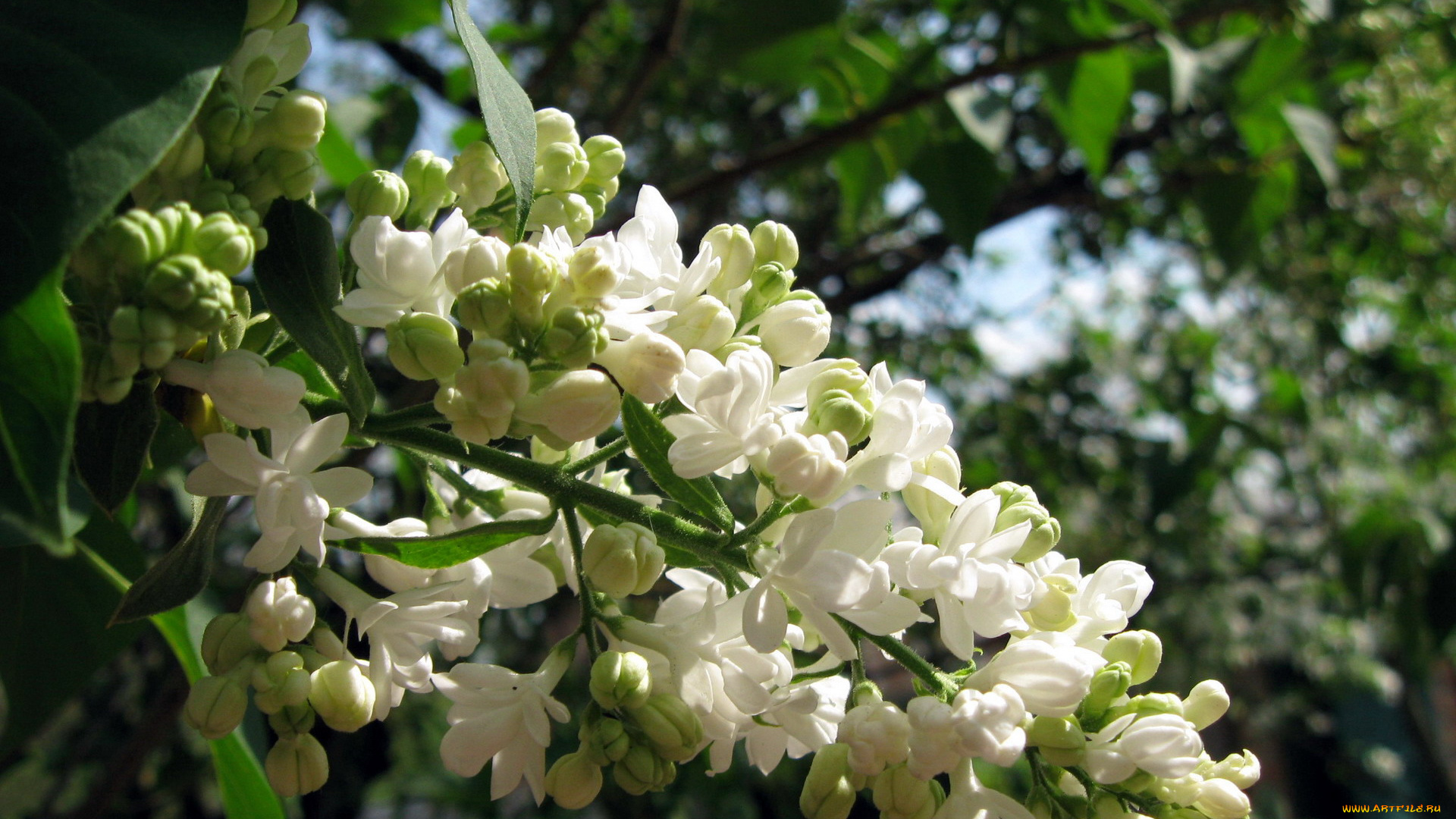 цветы, сирень, ветка