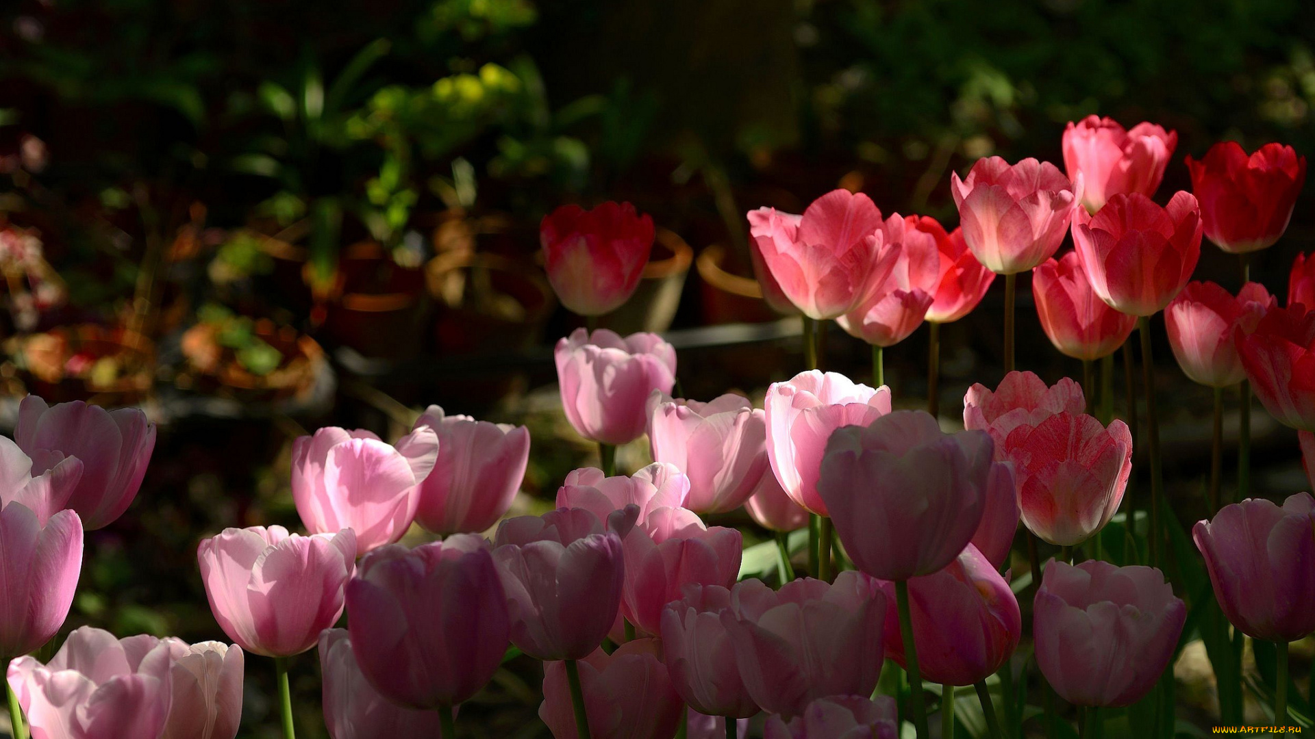 цветы, тюльпаны, клумба