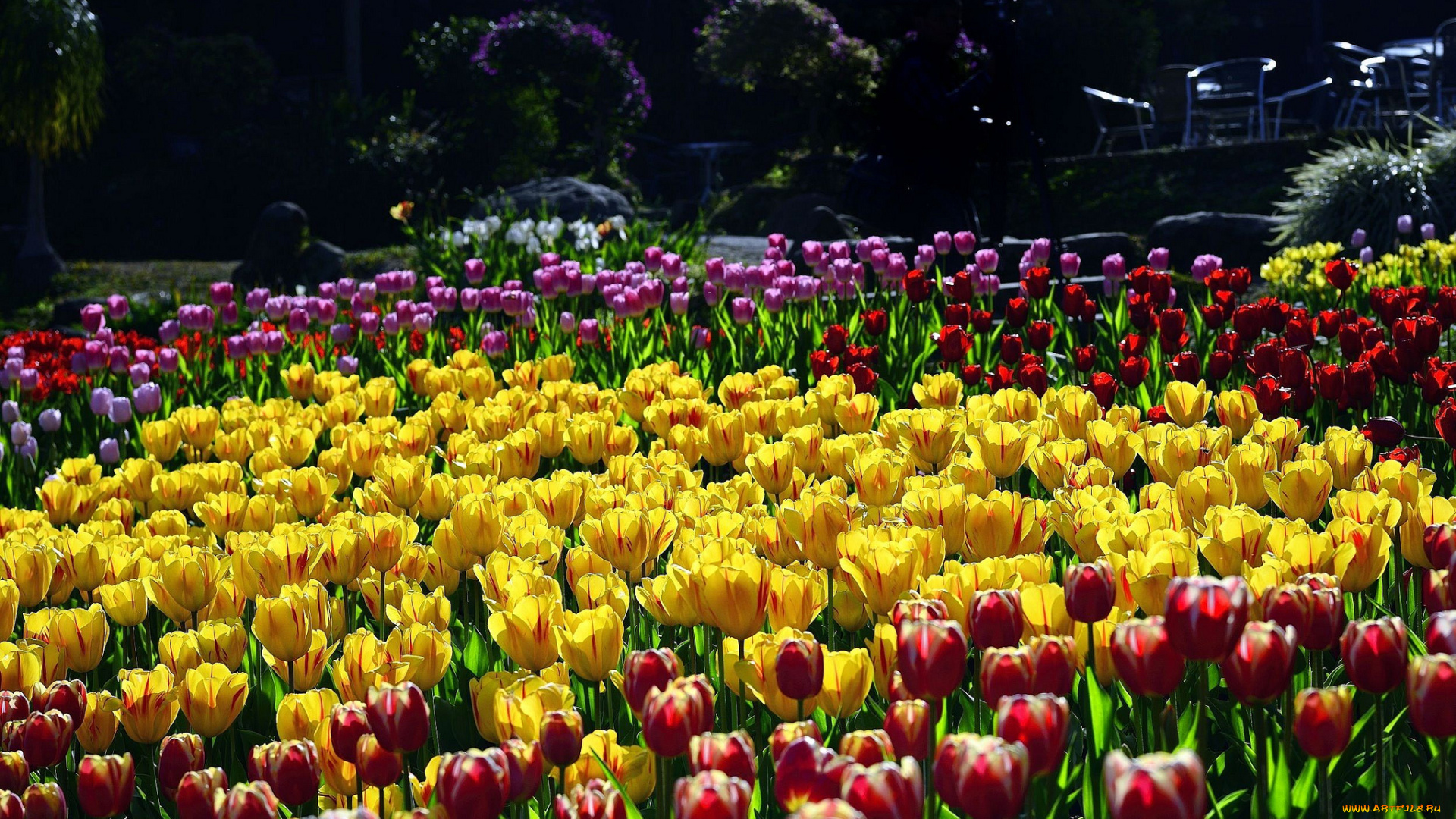 цветы, тюльпаны, клумба