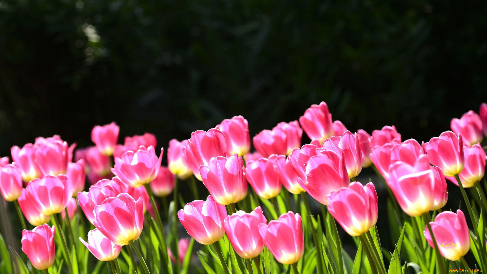цветы, тюльпаны, розовые, клумба