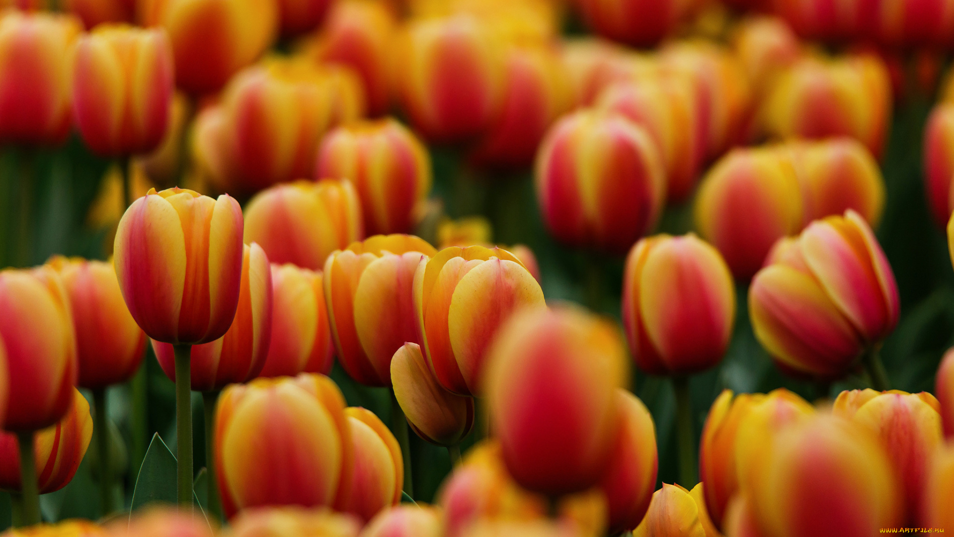 цветы, тюльпаны, весна