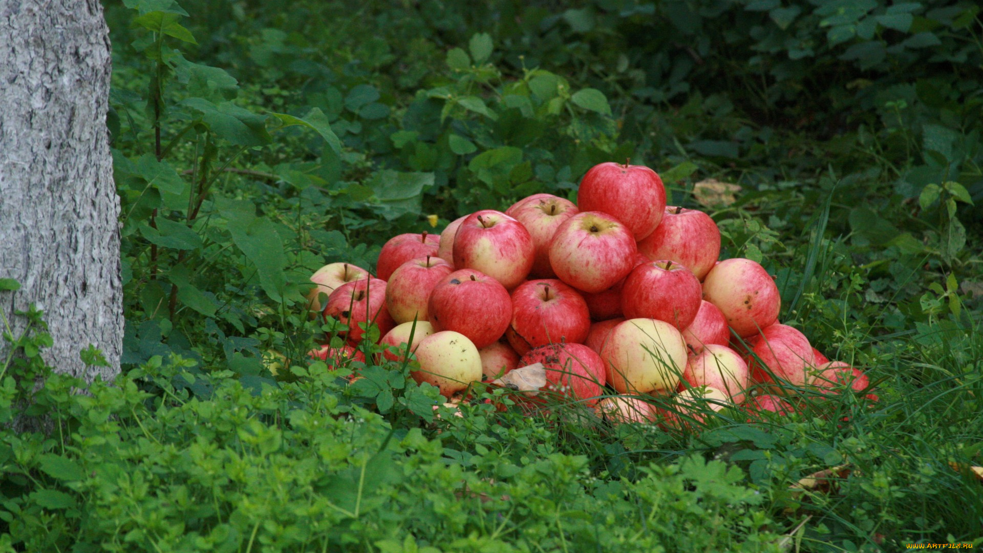 еда, Яблоки, лето, штрифель, урожай, сад, яблоня, трава, яблоко, яблоки