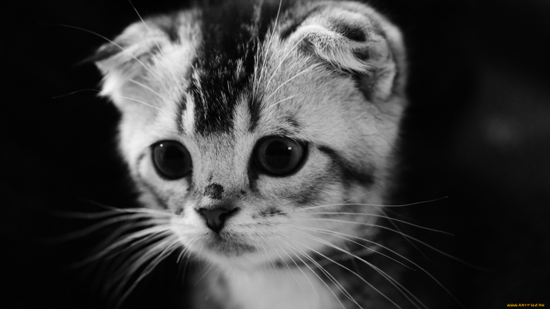 маленькая, котейка, , вислоухий, животные, коты, вислоухий, маленькая, котейка