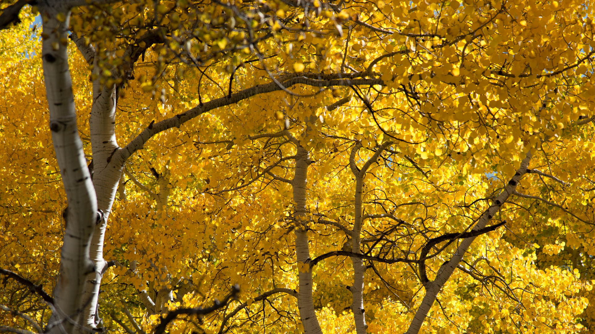 природа, деревья, лес, роща, осина, листья, осень