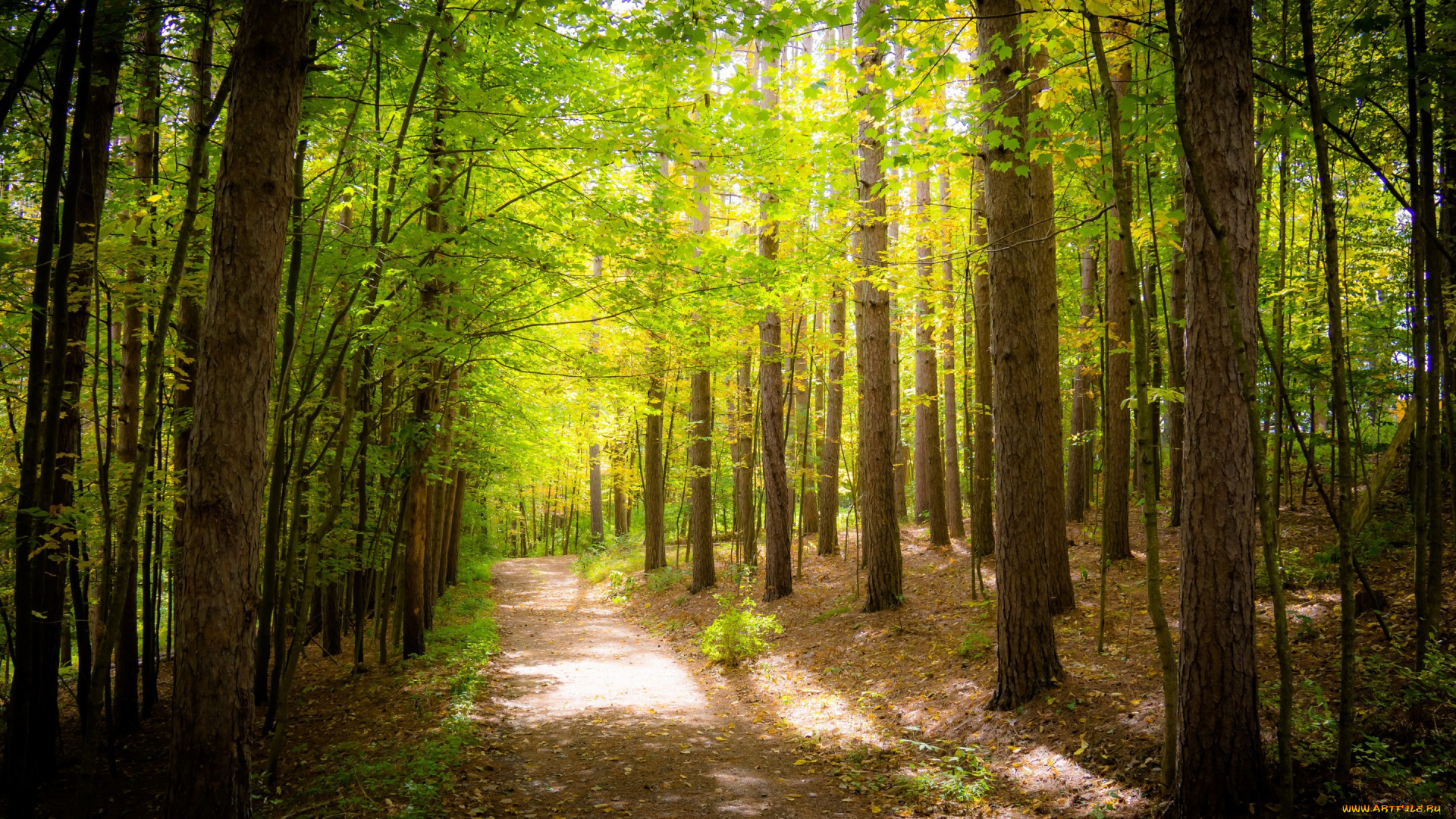 природа, дороги, лес, деревья, листва, зелень, дорожка, тропинка, солнечно