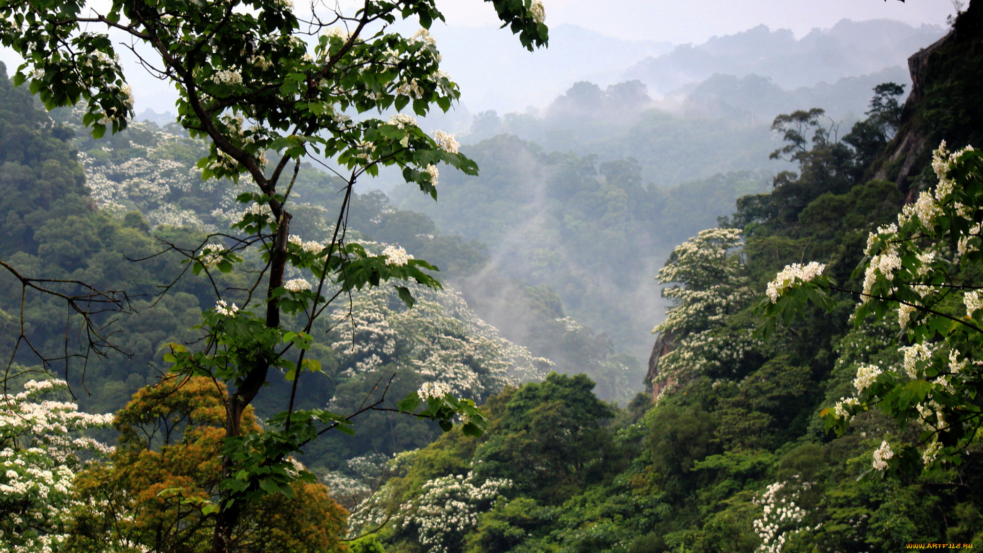 природа, горы, цветение, лес, туман