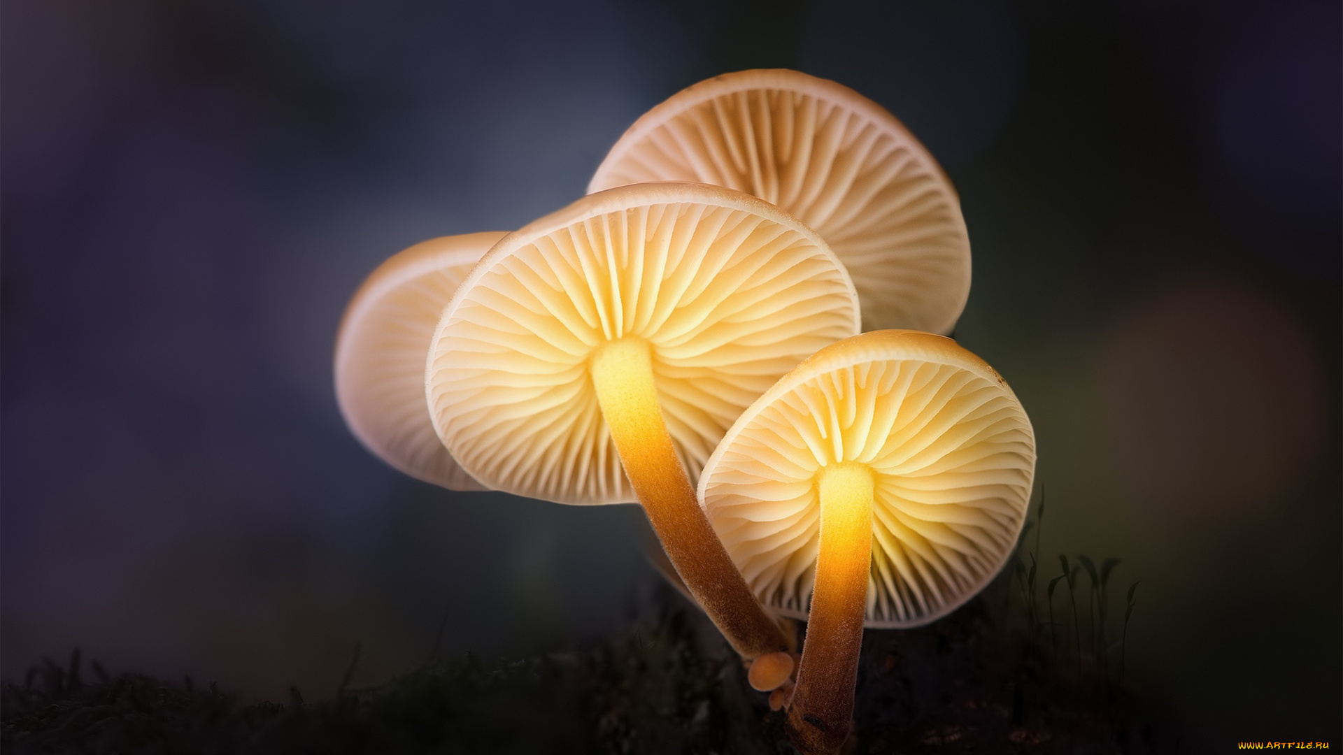 природа, грибы, зимний, свет, лес, макро