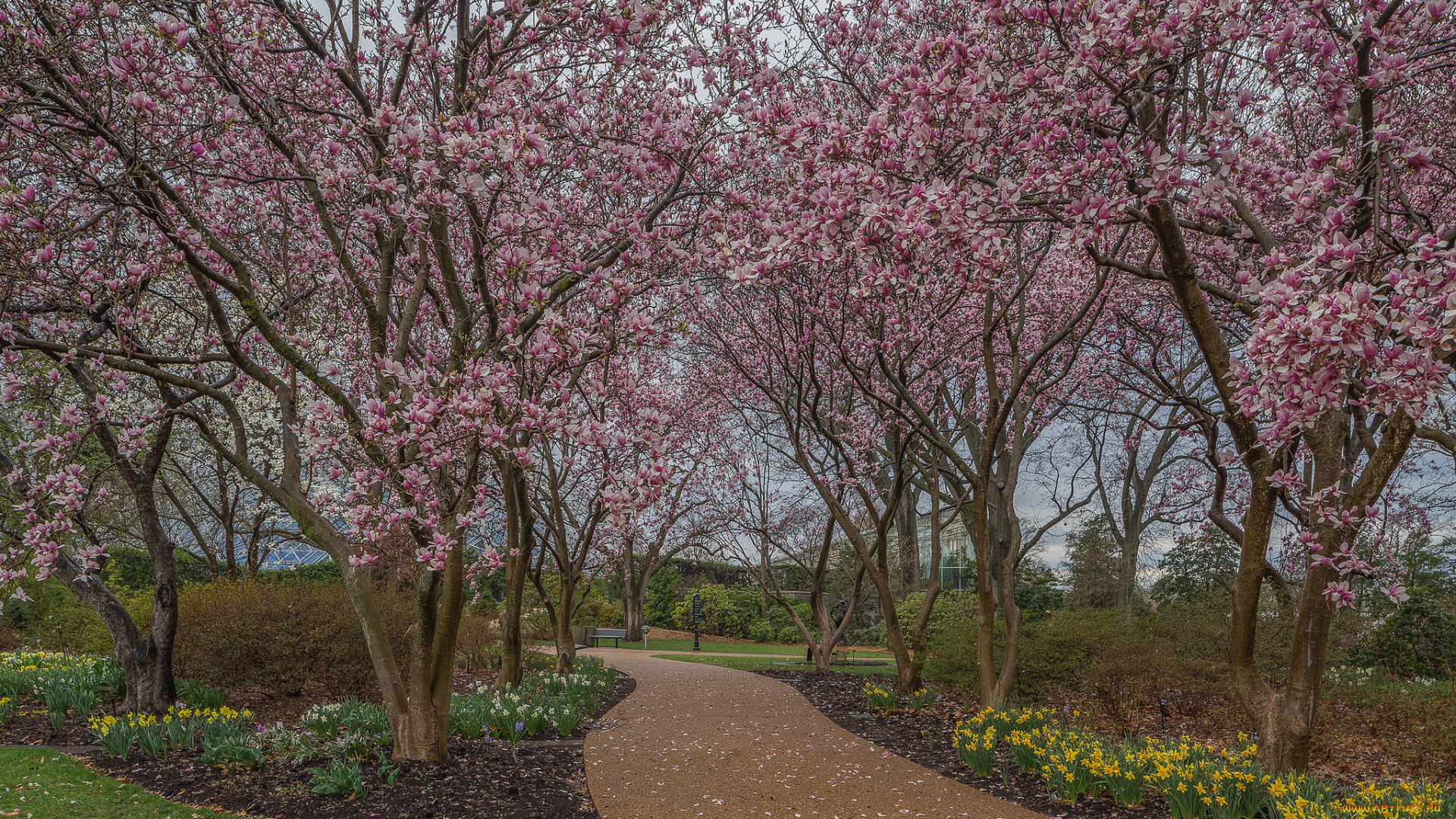 природа, парк, весна, деревья, цветы, дорожка