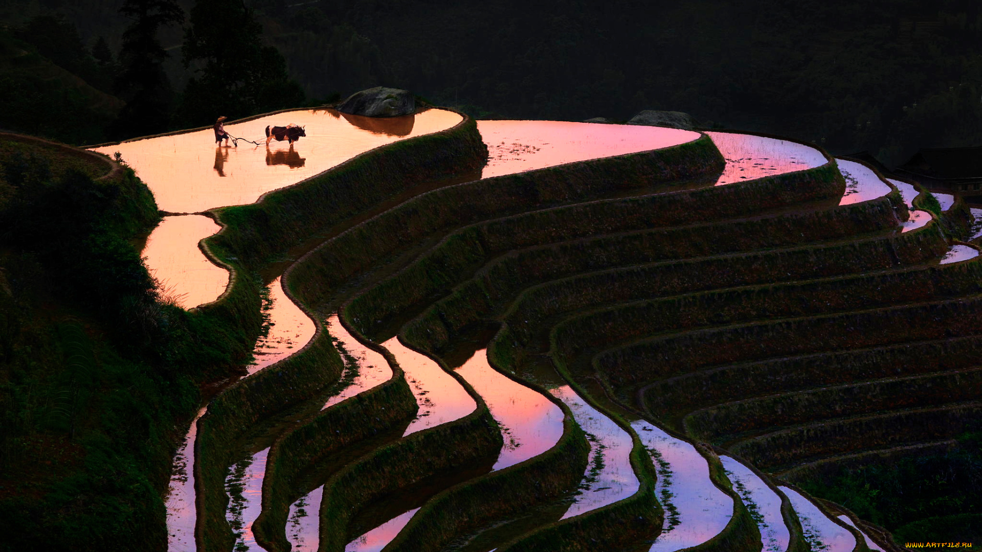 природа, поля, китай, холмы, вечер