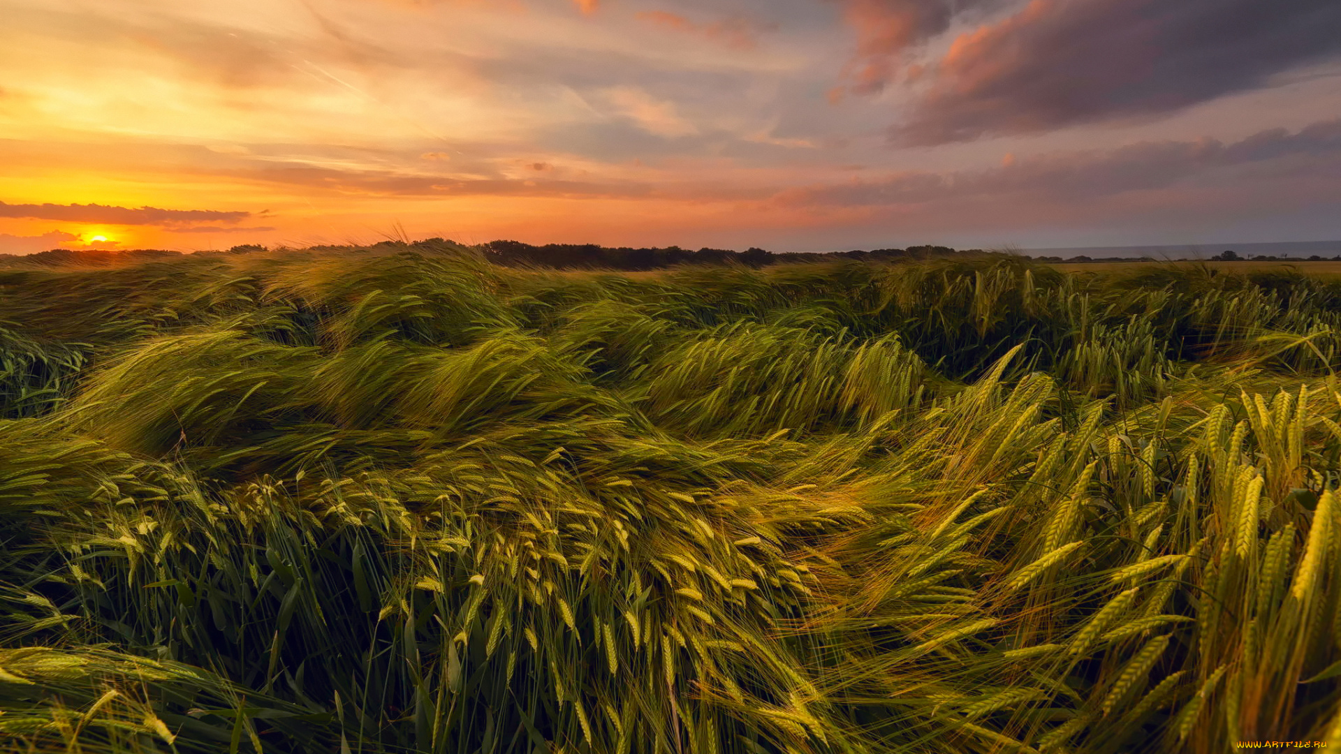 природа, поля, лето, июнь, вечер, закат, небо, солнце, поле, пшеница