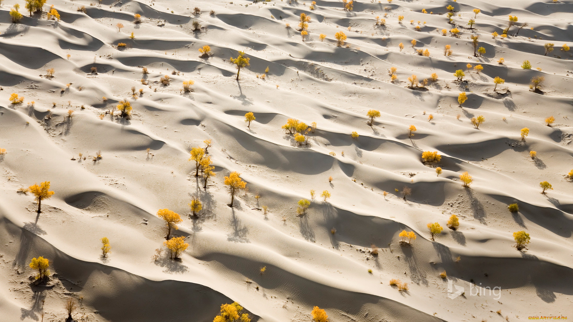 природа, пустыни, пустыня, деревья, лес