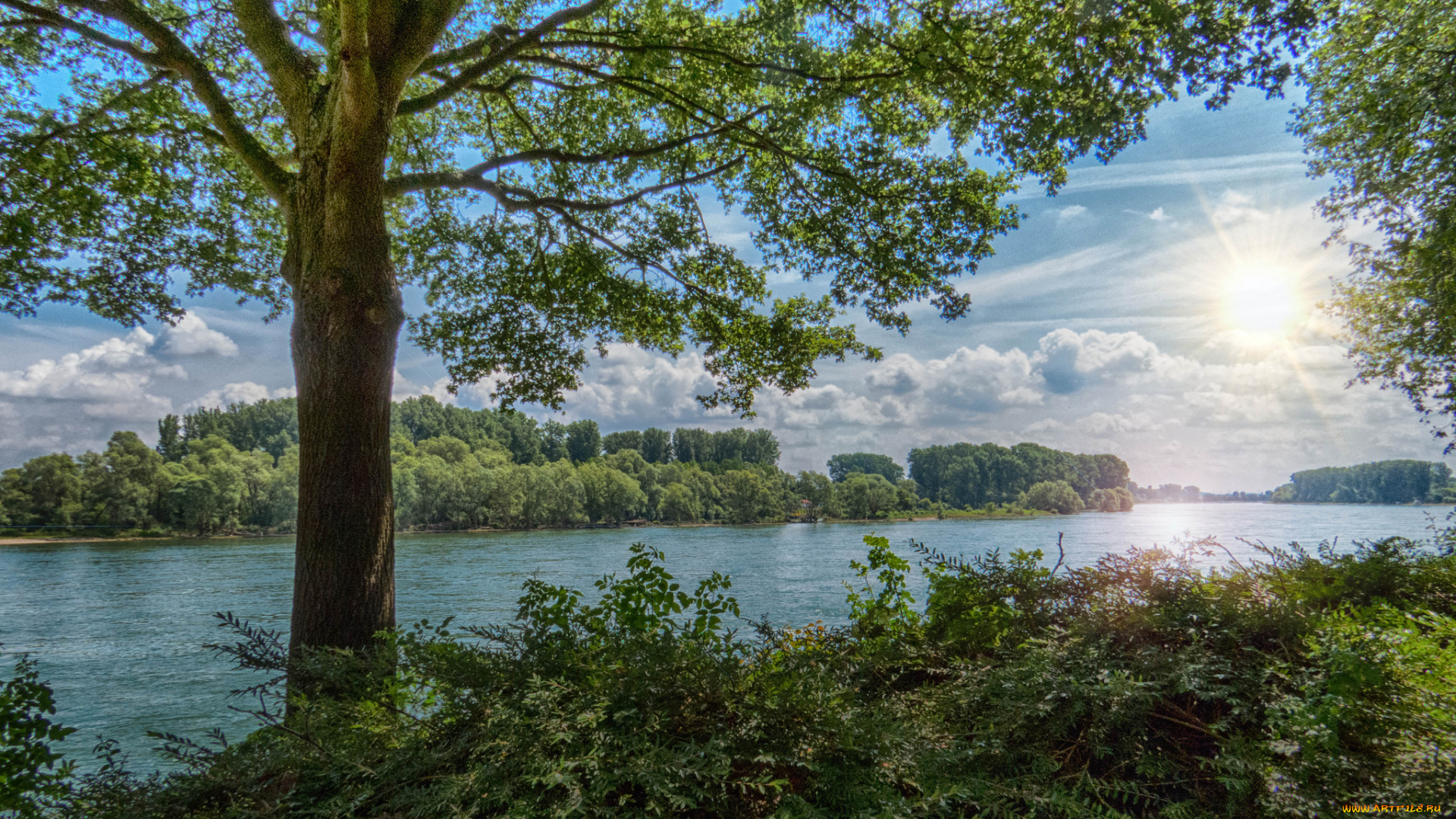 природа, реки, озера, лес, река, дерево, кустарник, солнце, лучи, лето
