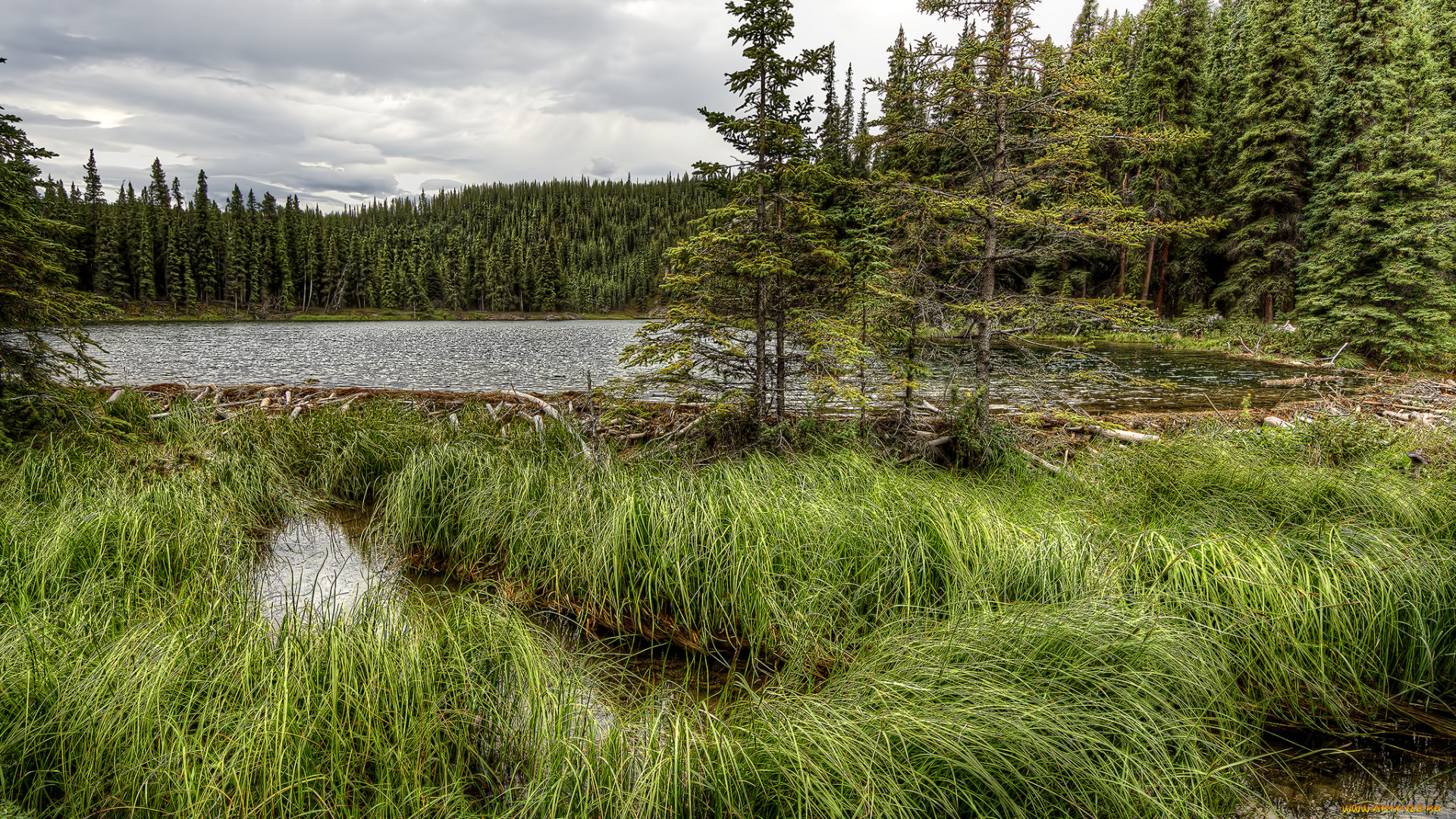 природа, реки, озера, река, лес