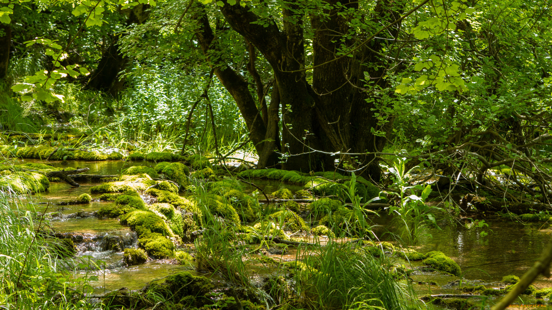 природа, реки, озера, река, зелень, деревья, ручей