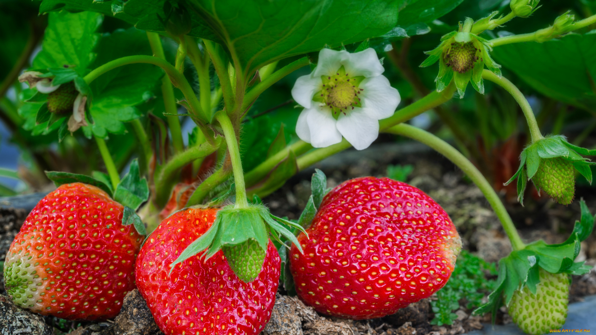 природа, Ягоды, лакомство