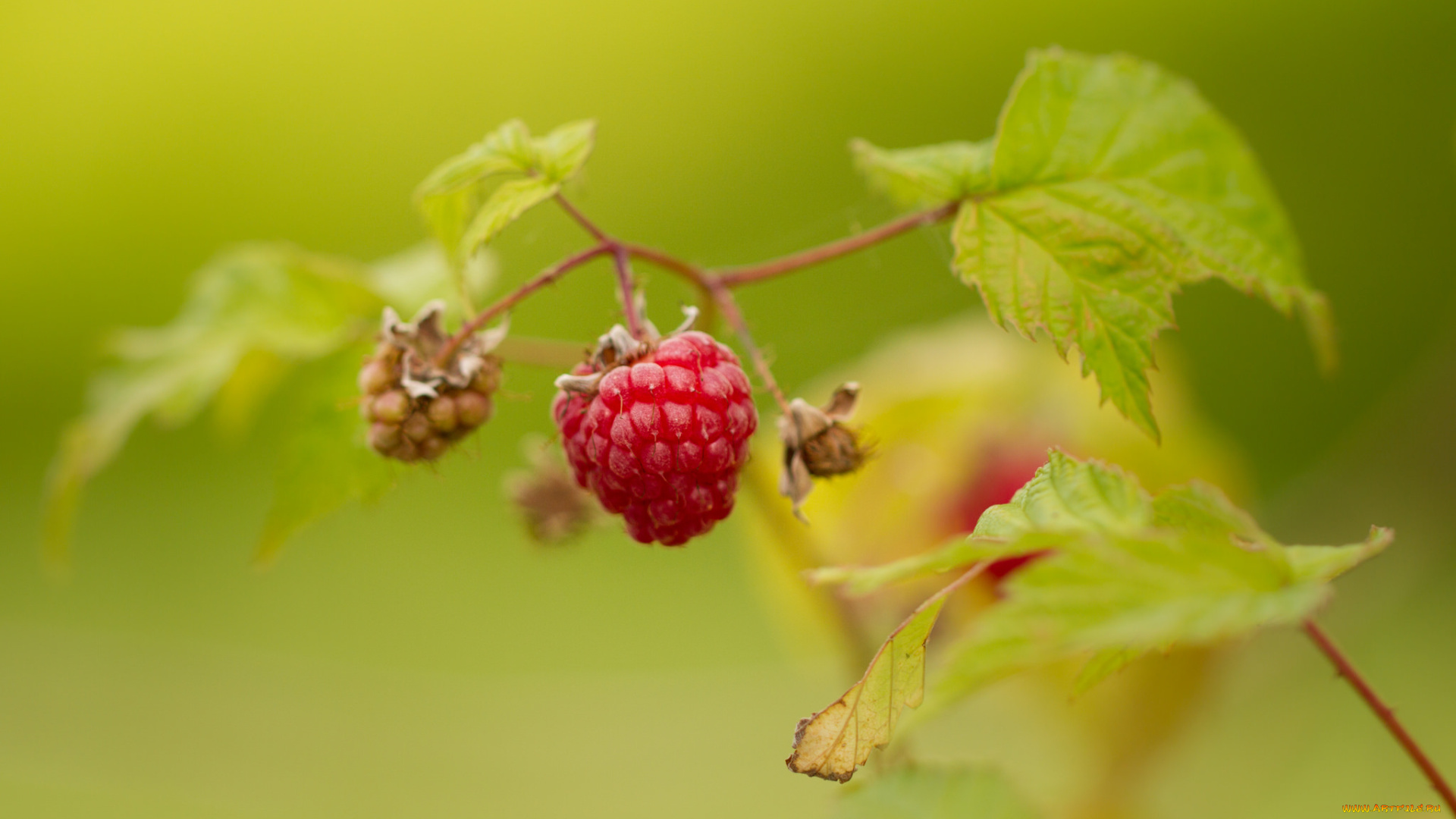 природа, Ягоды, ягода, листья, макро, фон, малина