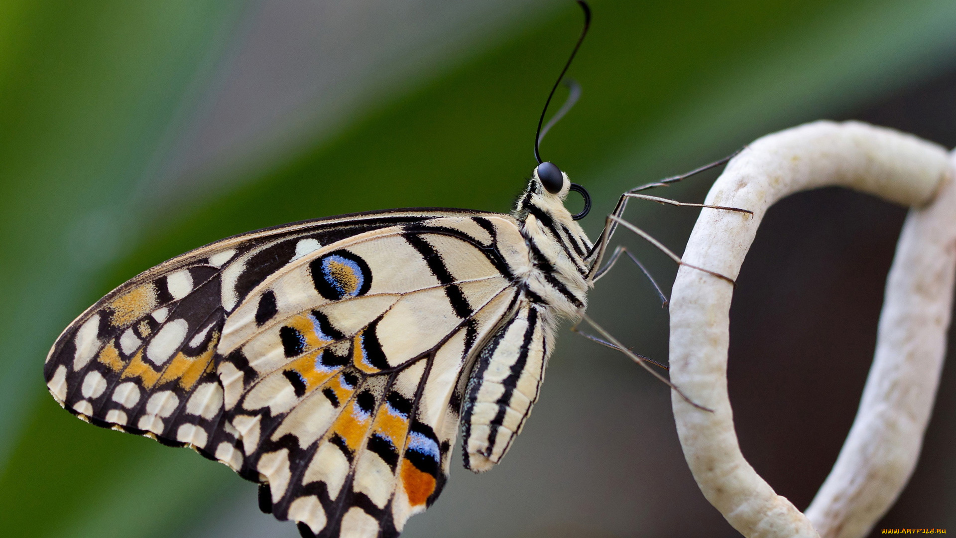 животные, бабочки, , мотыльки, , моли, бабочка